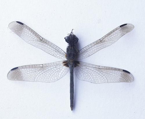 Réf. 231 749 : Diplacodes lefebvrii